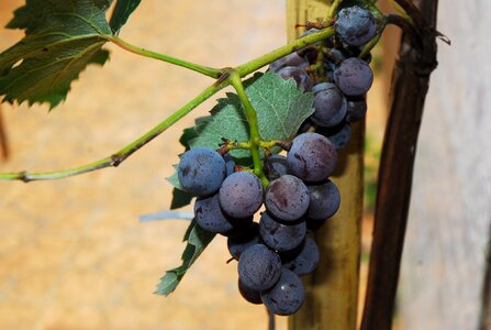 Uva wine vitis