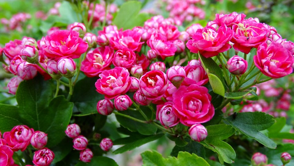 Hawthorn flowers pink flower