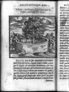 Aboro, che sempre stilla acqua per le foglie, nell'isola del Ferro LCCN2003663636