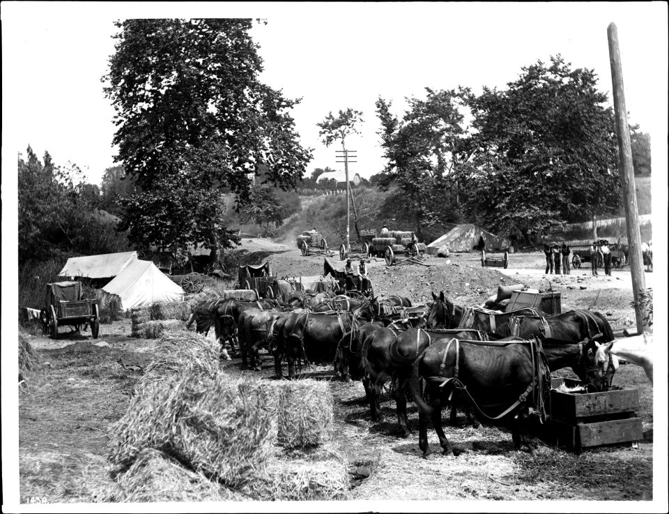 About a dozen horses (Hay burners) used in road work, ca.1900 (CHS-1434)