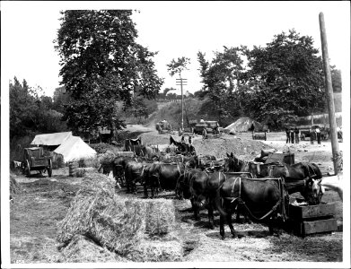 About a dozen horses (Hay burners) used in road work, ca.1900 (CHS-1434)