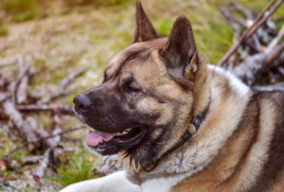 Outdoors nature dog