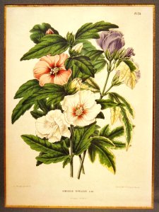 Abraham Jacobus Wendel - Hibiscus syriacus Linn. - Chromolithograph