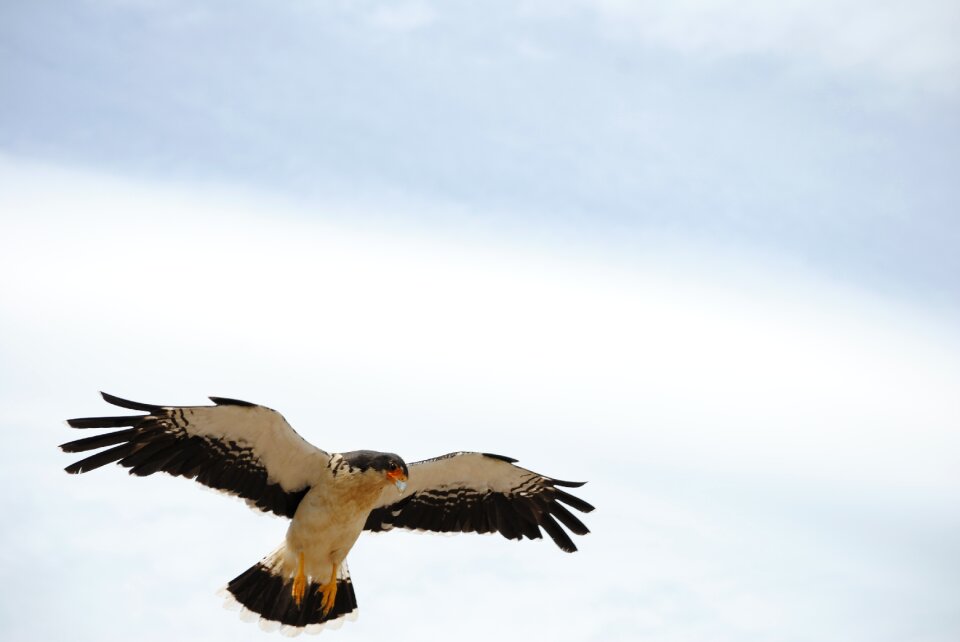 Bird of prey eagle wild life