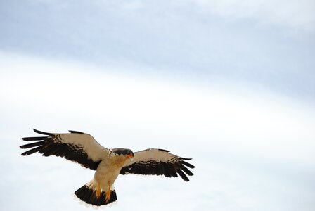 Bird of prey eagle wild life