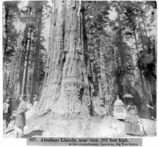 Abraham Lincoln, near view, 281 ft high, 44 ft. circumference, Calaveras, Big Tree Grove LCCN2002722028