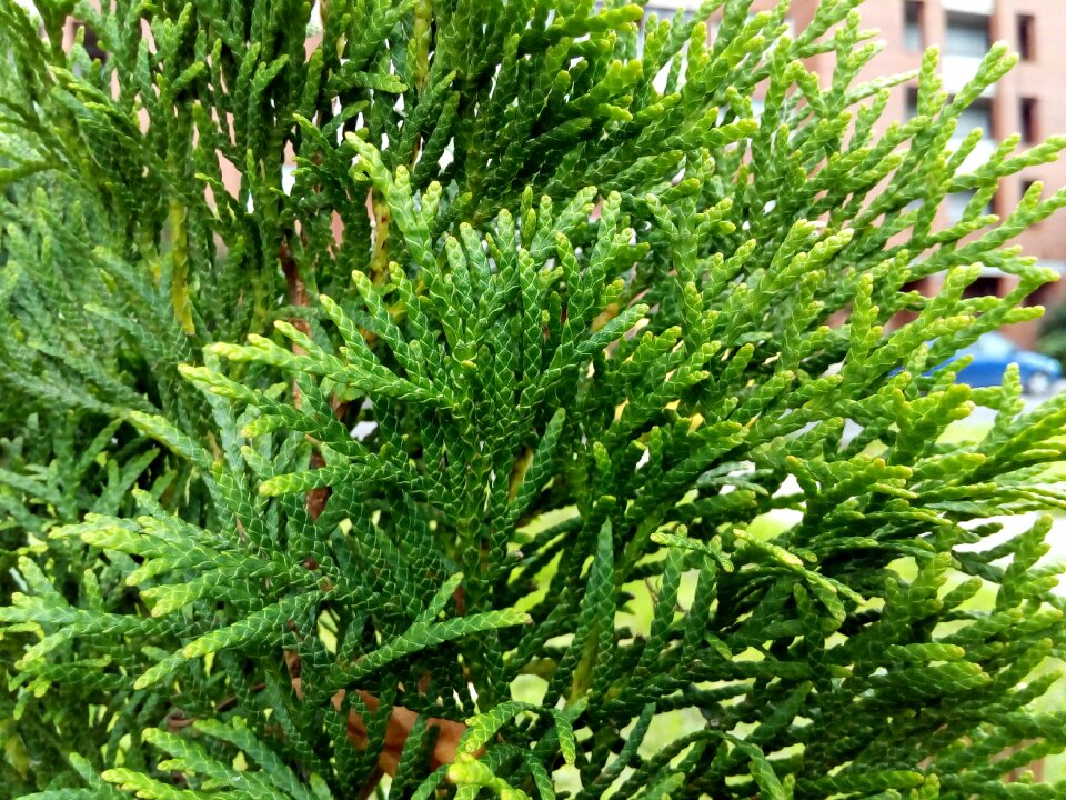 Thuja cypress pine