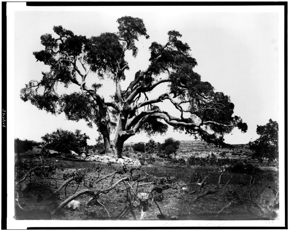 Abraham's Oak) - Bonfils LCCN92500736
