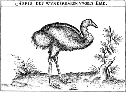 Abris des wvnderbaren vogels Eme