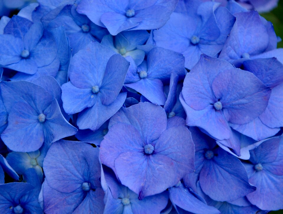 Nature garden plant