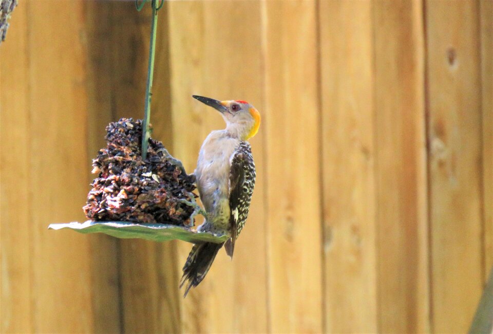 Bird woodpecker wildlife