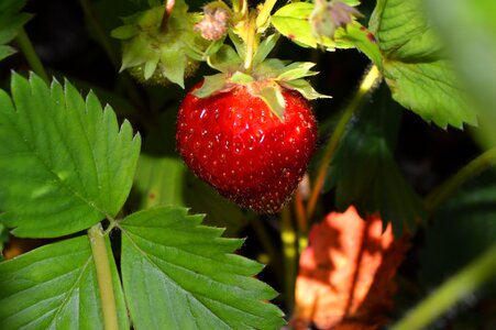 Nature summer still life photo