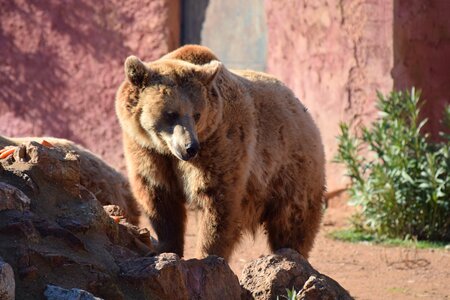 Zoo park bear animal