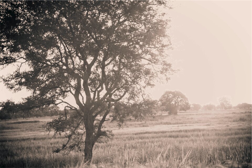 Grass field rural