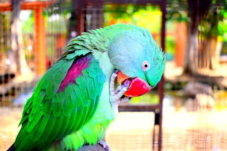 Colorful wildlife jungle