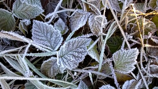 Hoarfrost autumn frozen leaf photo