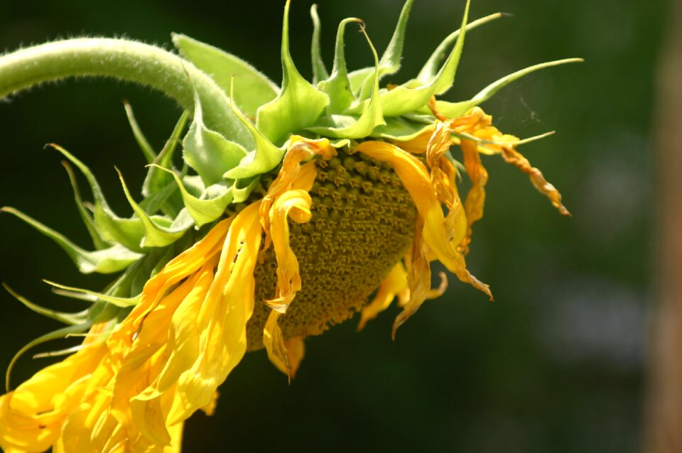 Flower flower head plant