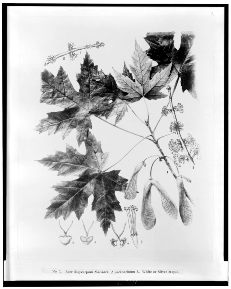Acer dasycarpum Ehrhart - A saccharinum L. white or silver maple LCCN96522364