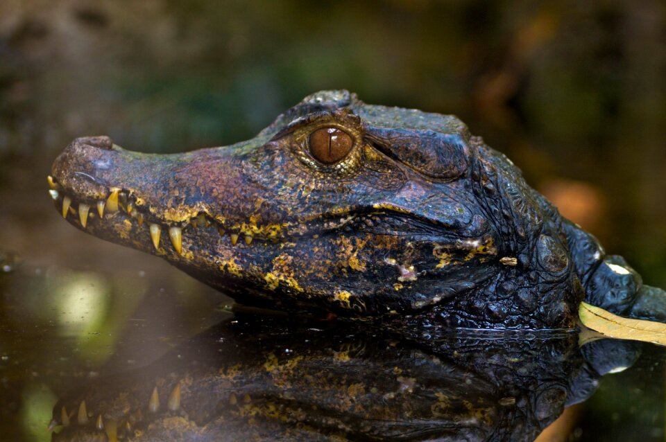 Amphibious animal alligator
