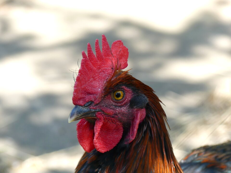 Feather poultry close up