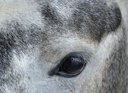 Equine eyes mare