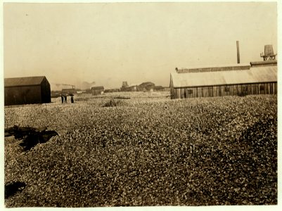 Acres and acres of empty oyster shells. Piles 15 deep in places. Shells are used all over the town to make streets, railroad beds, etc. Many of these piles are said to be the work of young LOC nclc.00747 photo