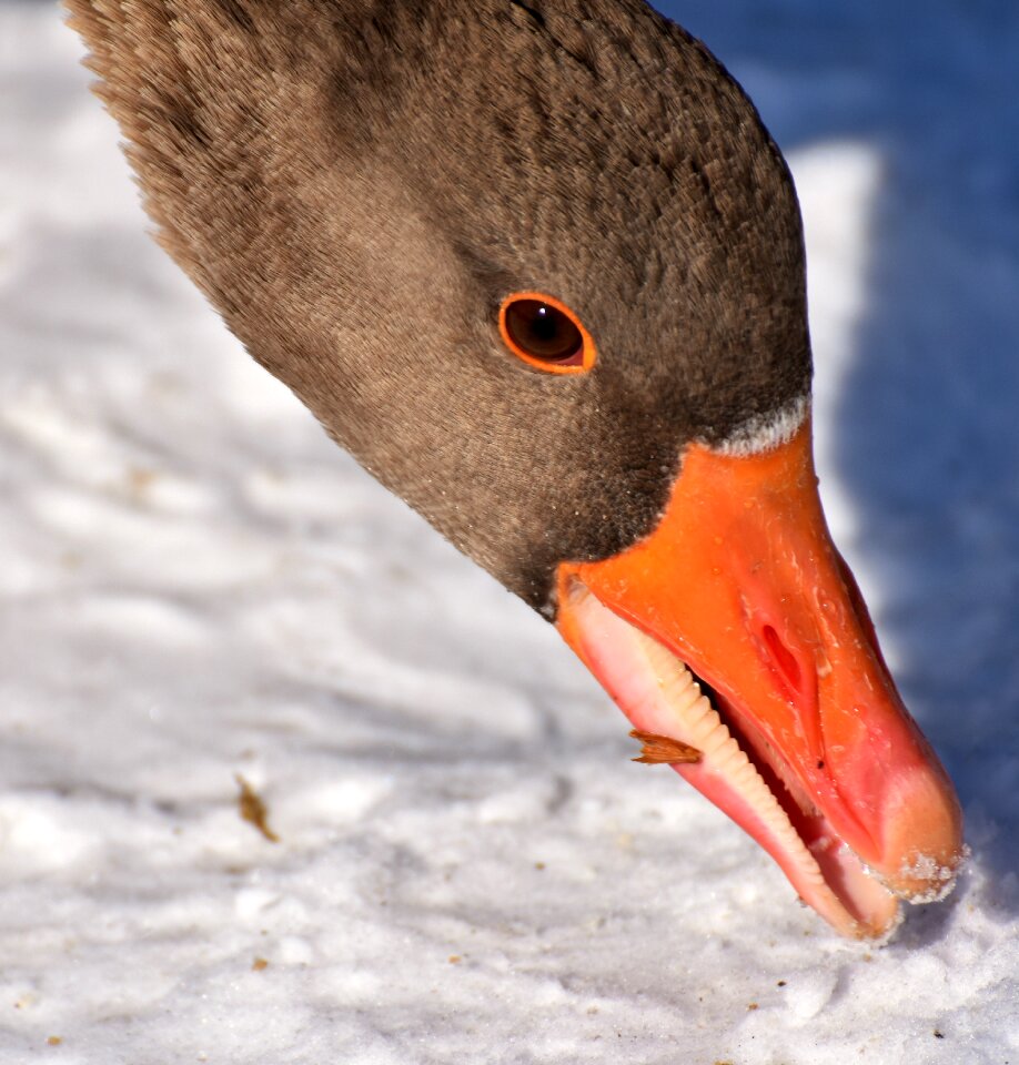 Head wild goose feather