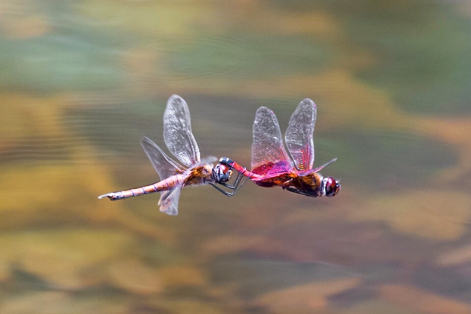 Nature fly wildlife