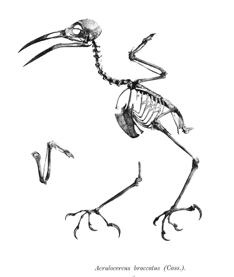 Acrulocercus braccatus 164