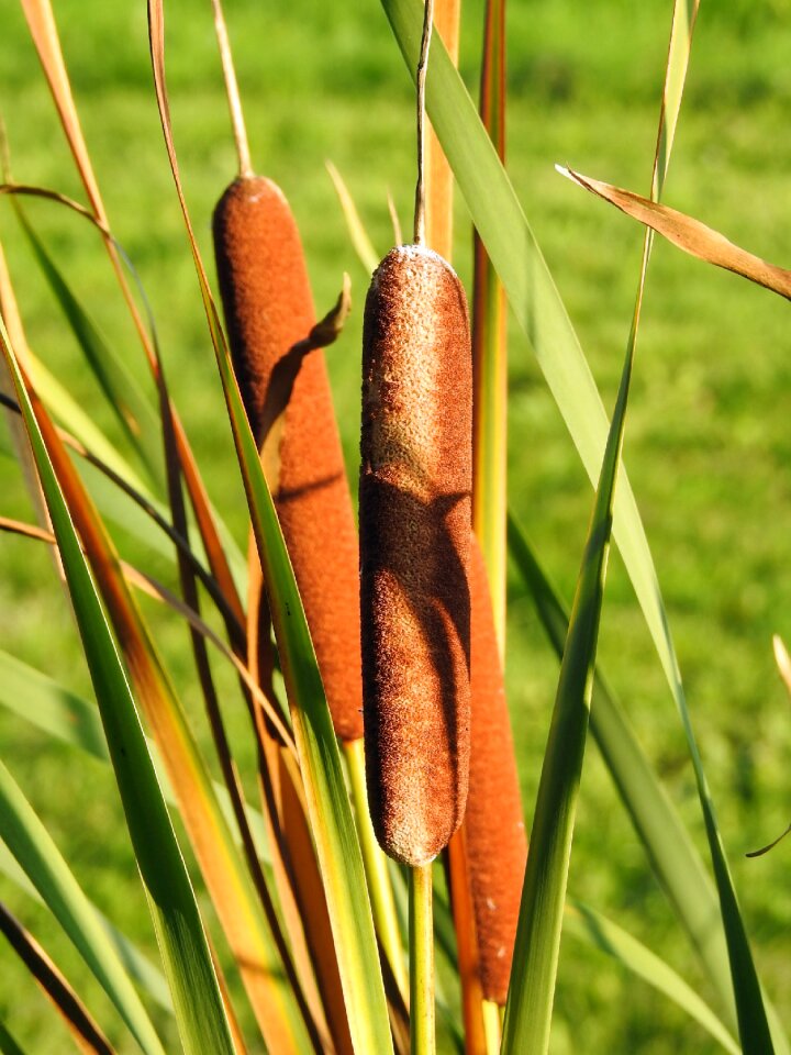 Reed field france