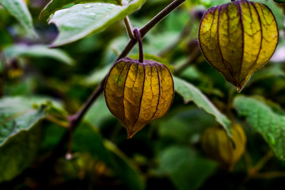 Nature fruit food