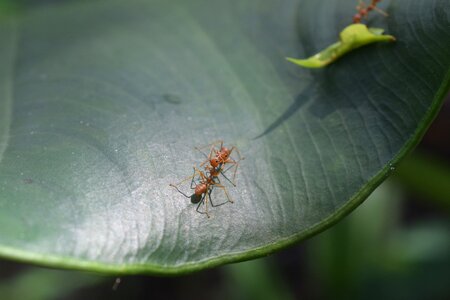 Leaf kiss love photo