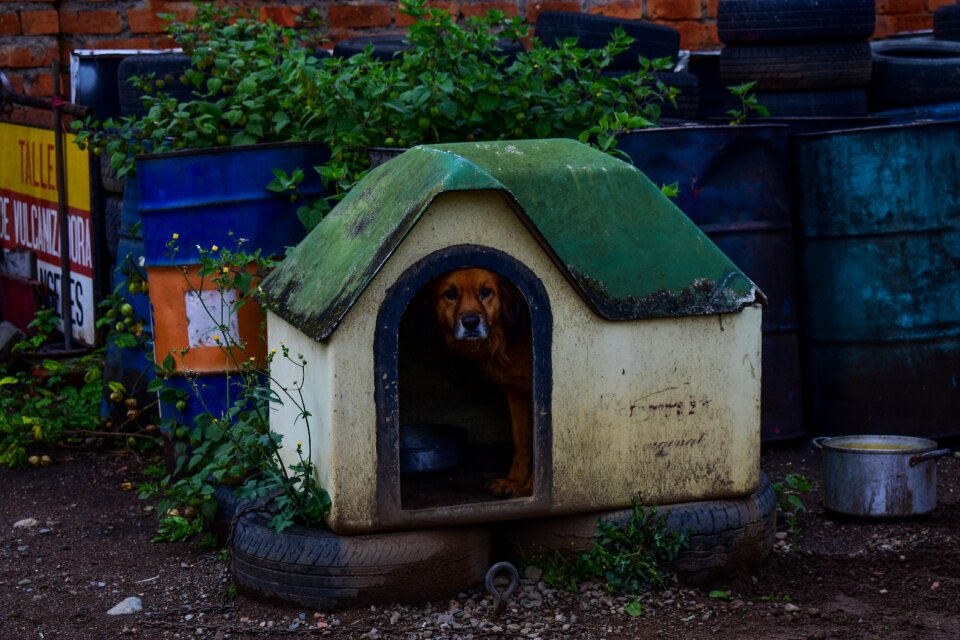 House of dog dog pets
