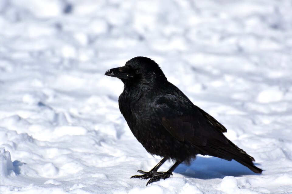 Winter cold raven bird