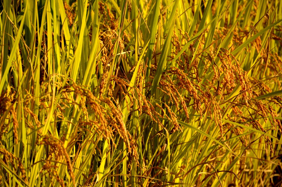 Results plants harvest