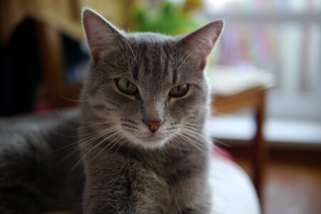 Pet home portrait