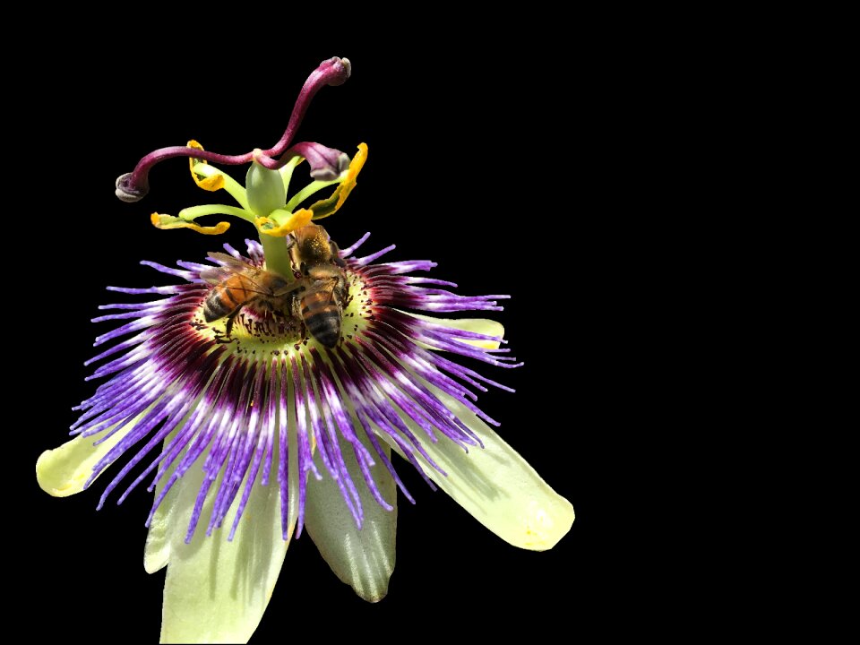 Nature pollination apis melifera