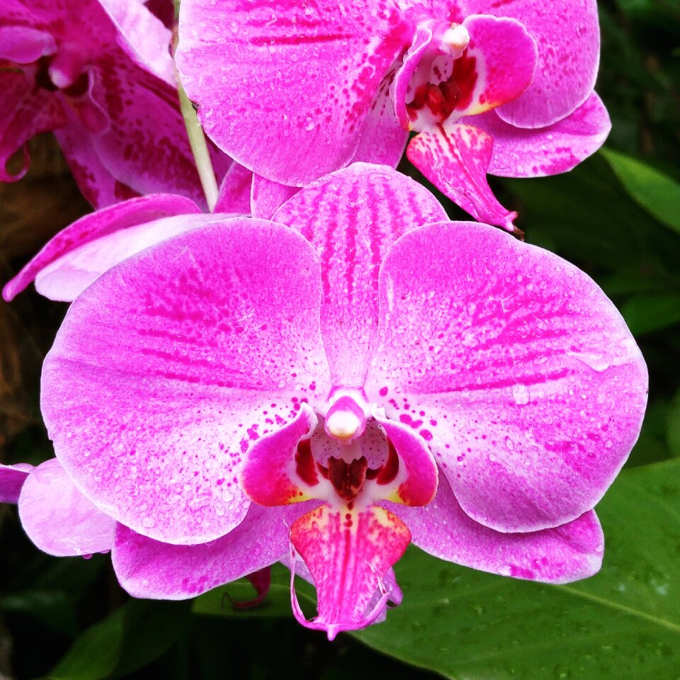 Asia singapore petal