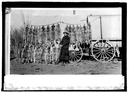 Ada Tingley, Hunter District of Idaho, Shop in the month of November, 1917. 24 coyotes, 1 bobcat and 1 badger 10-8-19 LCCN2016844770