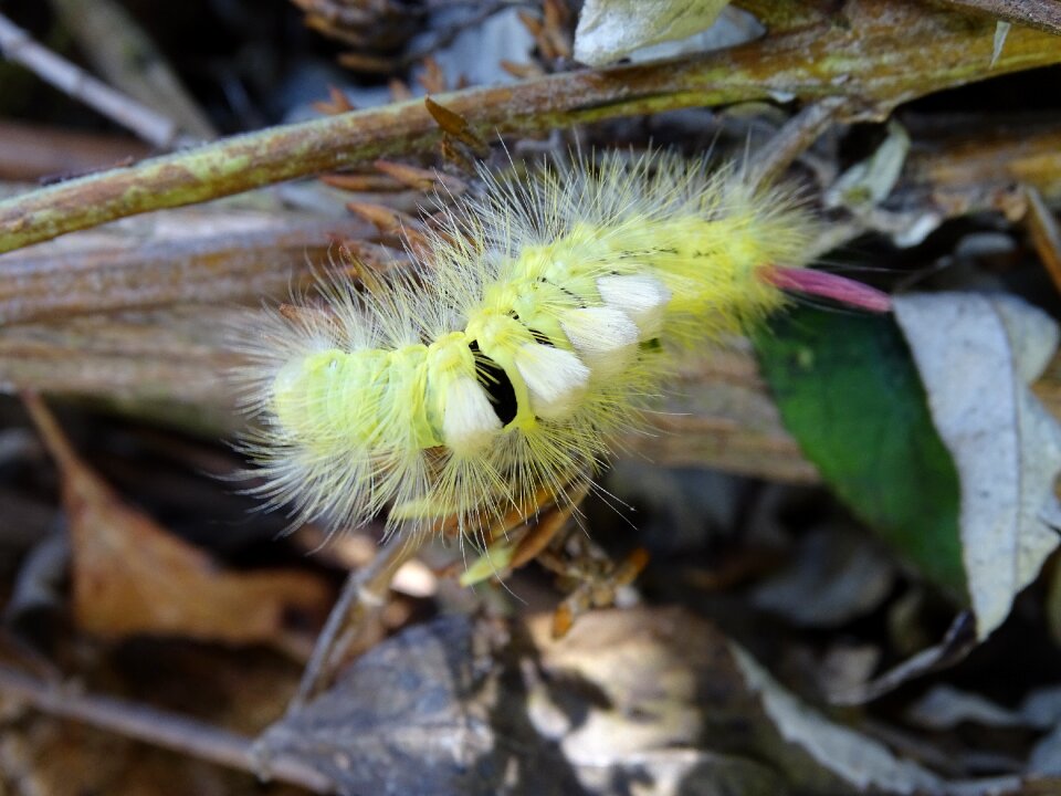 Moth caterpillar book red tailed