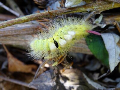 Moth caterpillar book red tailed photo