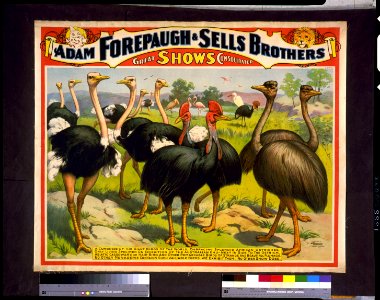 Adam Forepaugh & Sells Brothers great shows consolidated A congress of the giant birds of the world, ... LCCN94507621