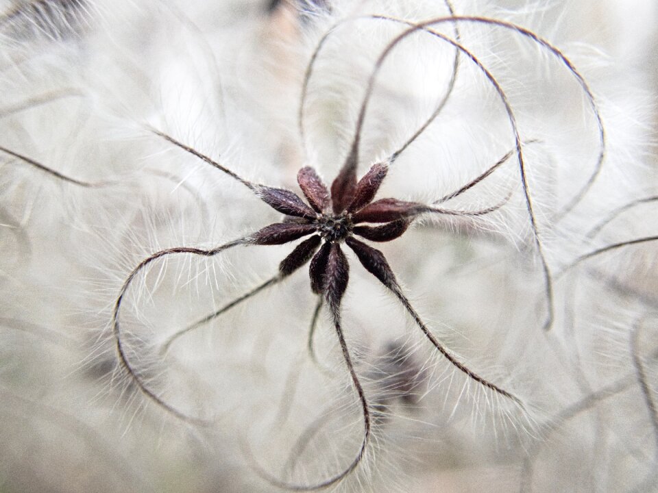 Flying seeds infructescence seeds was