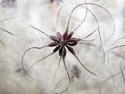 Flying seeds infructescence seeds was