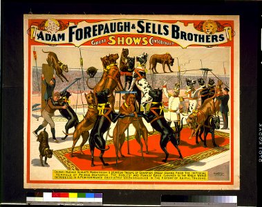Adam Forepaugh and Sells Brothers great shows consolidated-Colonel Magnus Schult's magnificent $25,000,00 (sic) troup of champion great danes LCCN97502493