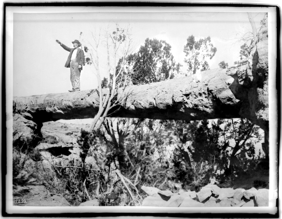 Adam Harmer, first Superintendent of the Petrified Forest of Arizona, standing on a tree bridge, ca.1900 (CHS-1299)