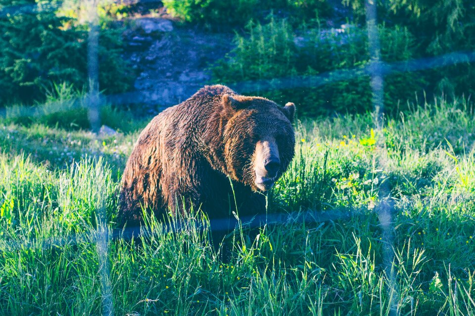 Nature outdoor animal