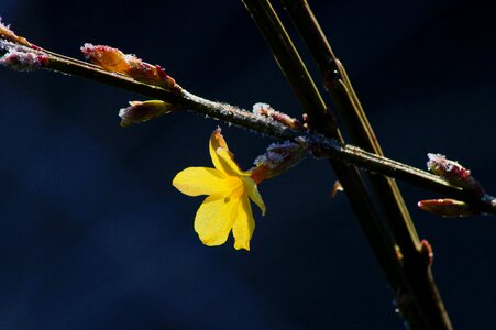 Flower plant close up