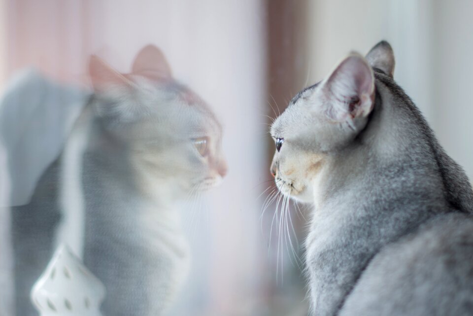 Kitten curious funny