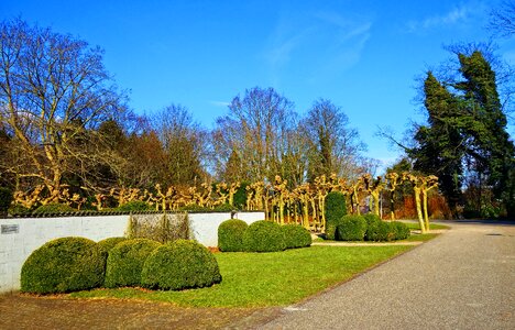 White wall pollards trees photo